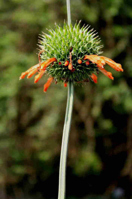 keineAhnungwiedessenbotanischerNameist_4.JPG