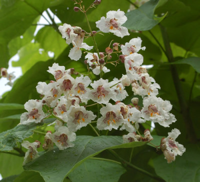 Catalpa_bignoinoides__0010__53722.jpg
