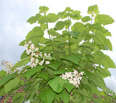 Catalpa_bignoinoides__0010__53723.jpg