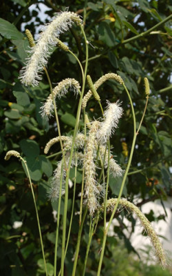 Sanguisorba_tenuifolia_alba_0010__53774.jpg