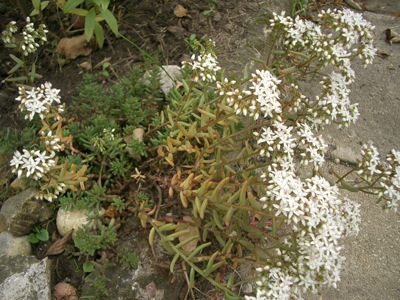 IMGP7870.JPG