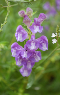Phlomis_tuberosa_Amazone__0010__53724.jpg