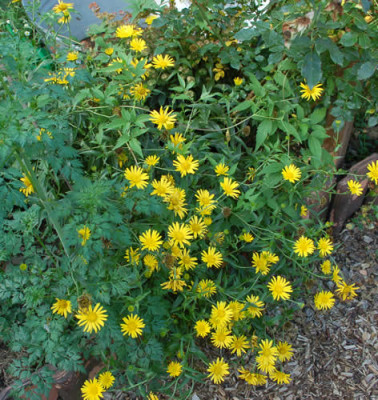 Buphtalmum_salicifolium__0010__53885.jpg