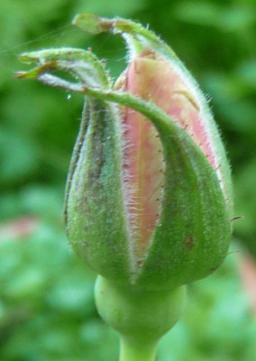 EleganteEdith_07_09_01.JPG