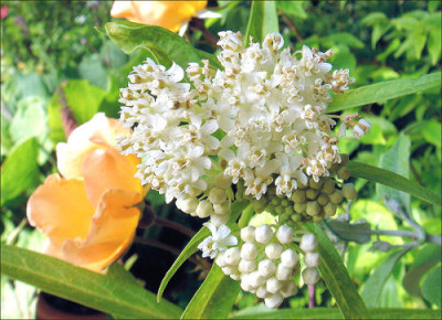 Asclepias_Ice_Ballet.jpg