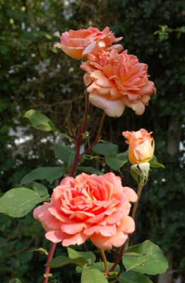 Anne-Marie_Trechslin_0010__53968.jpg
