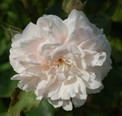 Blanche_Duranthon_0010__53867.jpg