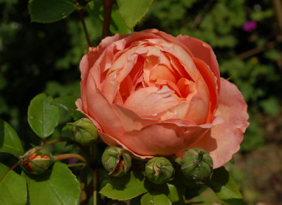 Heaven_on_Earth_0010__53972.jpg