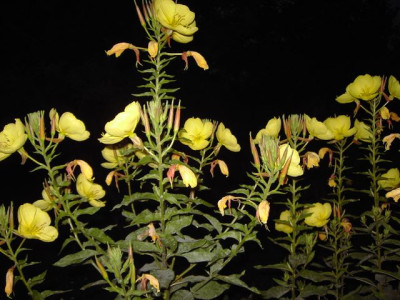 PICT3103-1.JPG