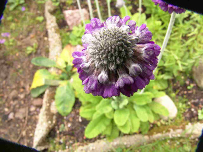 27.6.09_013_Primula_capitata_-2-.jpg