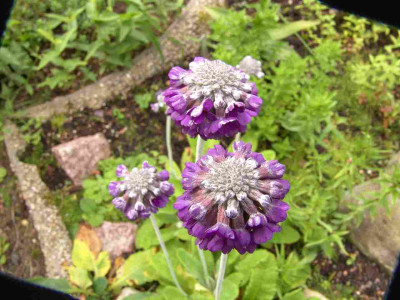 27.6.09_016_Primula_capitata.jpg