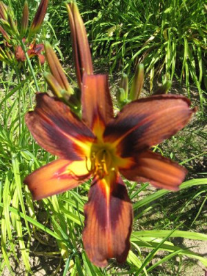Brown_Witch_13011.jpg