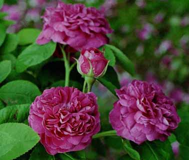 Rose_de_Resht_kKopie.jpg