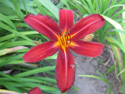 Crimson_Pirate_13351.jpg