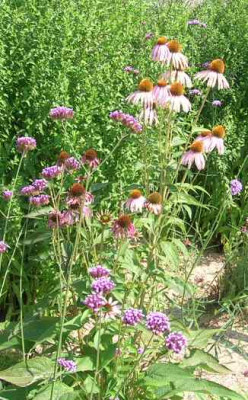 Echinacea_purp.Magnus_kl.jpg