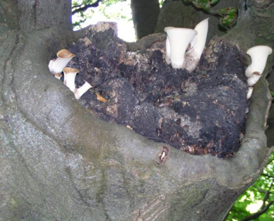 pilze_buche.jpg