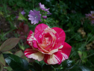 Juli_2009_Broceliande.jpg