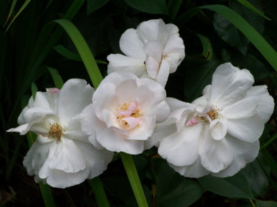 Juli_2009_St_Anne_.jpg