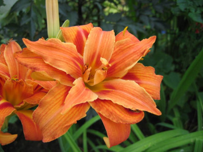 Hemerocallis_Kwasano.jpg