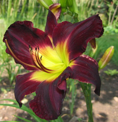 Hemerocallis_Alaskan_Midnight.jpg