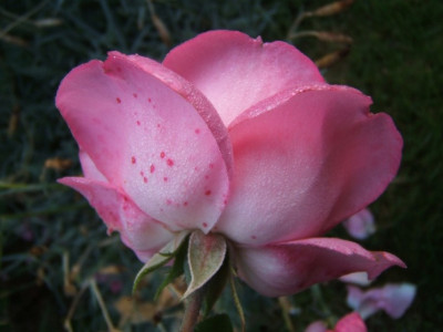 DSCF9607.JPG