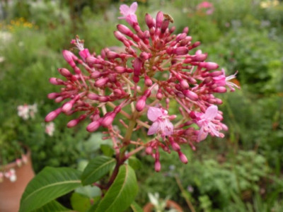 paniculata.JPG