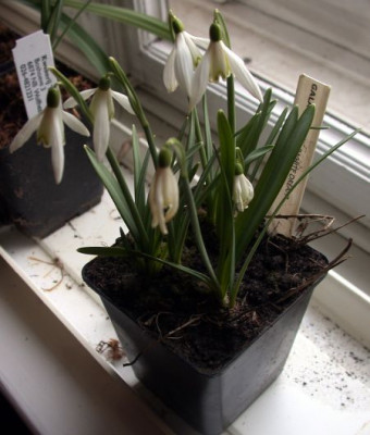 Galanthus_White_Dream_1_002.jpg