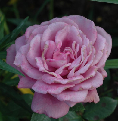 A9819a_Large.JPG