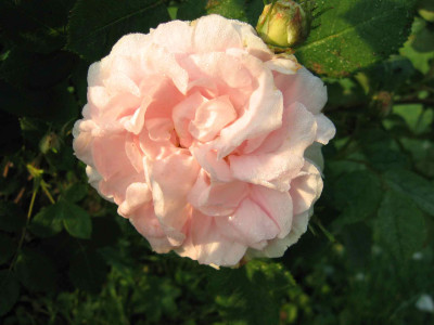 maidensbl091.jpg