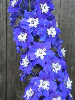 delphinium-nz.jpg