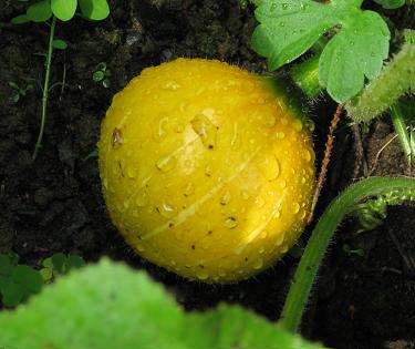 04.07.09_034aa.JPG