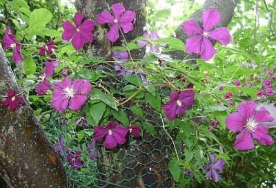 Etoile_Violette_im_Apfelbaum19.6.09.jpg