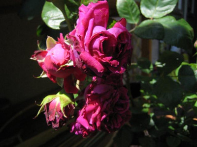 IMG_5735_Small.JPG