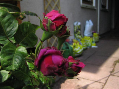 IMG_5739_Small.JPG