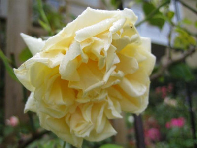 IMG_5728_Small.JPG