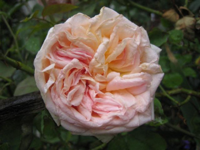 IMG_5718_Small.JPG