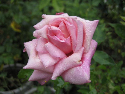 IMG_5720_Small.JPG