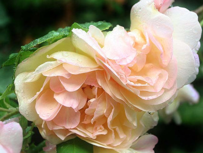 060709desprez_a_fleur_jaune.jpg