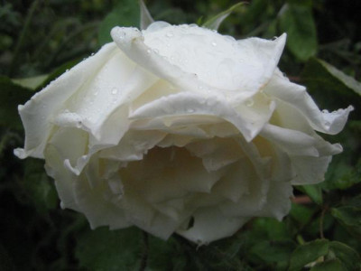 IMG_5723_Small.JPG