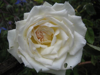 IMG_5722_Small.JPG