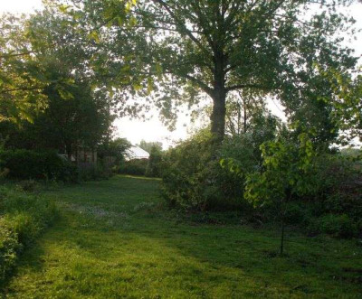 pappel_2008-05.jpg