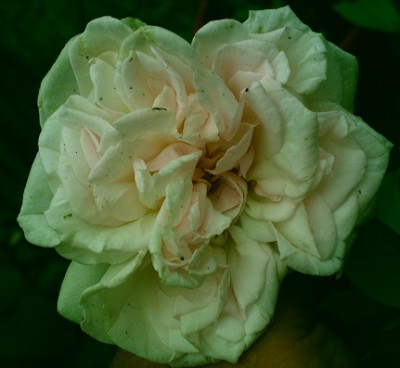 Cymbaline07-07-2009.jpg