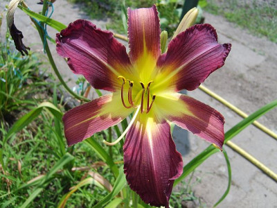 S5003907klein.jpg