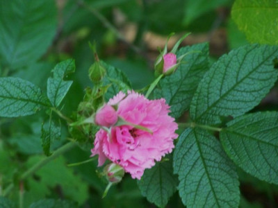 Juli_2009_Nelkenrose.jpg