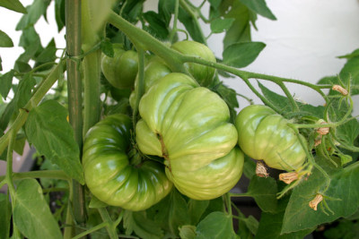 Tomaten2309.jpg