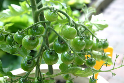 Tomaten2009.jpg
