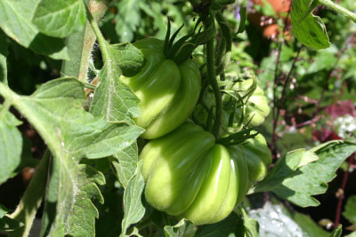 Tomaten1909.jpg