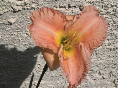 k-Willumeit_lachsrosa_3.jpg