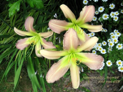 Asterisk_13931.jpg