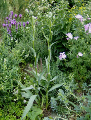 eryngium-yuccifolium-070709.jpg